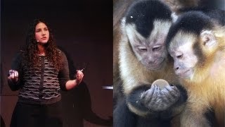 The Evolution of Irrationality Insights from Primates  AMNH SciCafe [upl. by Cilurzo]