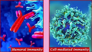 Humoral immunity and Cell mediated immunity [upl. by Ecylla362]