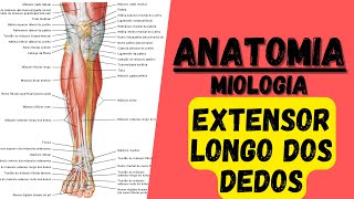 🔴👉 Mús EXTENSOR LONGO DOS DEDOS  Miologia 27 do membro inferior  Anatomia [upl. by Bolger]