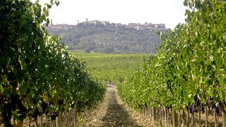 Vendemmia 2024 Montalcino annata d oro per Brunello e Rosso [upl. by Tonie541]