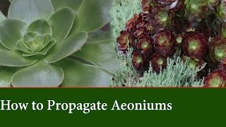 How to Propagate Aeonium from Cuttings [upl. by Monda813]