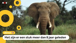 Goed nieuws Het gaat weer wat beter met olifanten in Afrika [upl. by Eckel]