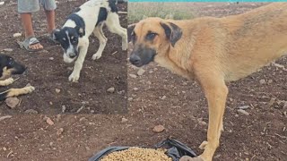 Sick Puppy and his siblings Update after 2 months 💔Street dogs wont let puppies eat 😒 [upl. by Humberto]