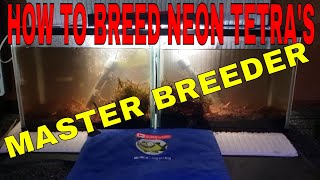 HOW TO BREED NEON TETRAS PART 1 [upl. by Charlot896]