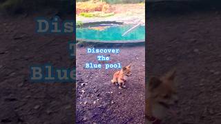 Finding the Torwood blue pool with TeddyBearHikes shorts scotland explorescotland hiking [upl. by Arymat]