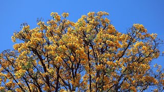 El Árbol de Papel  Cochlospermum tetraporum  Palo papel  flora argentina [upl. by Ativel]