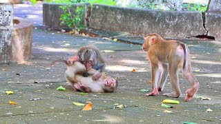 Funny Baby Little Monkey Babu Is Cute [upl. by Charity]