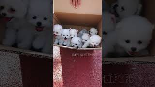 cute puppies funny moment cute overload ❤️hellomochi shorts dog funnydogs funnyanimals bichon [upl. by Deanne]