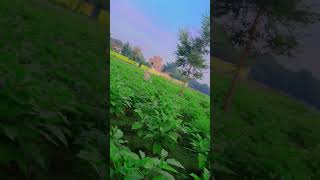 Awaaz Janwar gana Laila dj video [upl. by Samtsirhc]