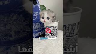 أشياء منزلية تعشقها القطط بجنون 😍🐈 قطط [upl. by Noedig]