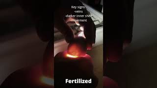 Fertilized vs unfertilized egg chickeneggs fertilizedchickeneggs farm farmlife countrylife tx [upl. by Trinl]