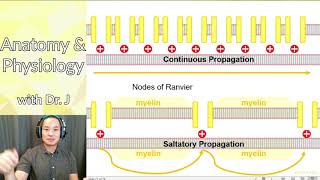 PHYL 141  Nervous System  Saltatory amp Continuous Propagation [upl. by Jennine]