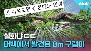 우리나라에서 6m 8m짜리 구렁이 목격담이 이어지는 이유｜크랩 [upl. by Hester]