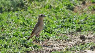 Песня Каменкиплясуньи Oenanthe isabellina  The song of Isabelline wheatear [upl. by Hays671]