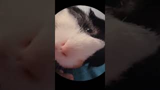 Dancing guinea pig cute funny guineadad pet [upl. by Godred]