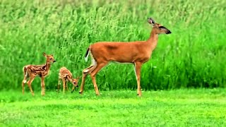 Momma Doe fawns go to the garden Whitetailed Deer herd [upl. by Weintrob]