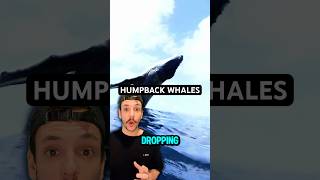 Watch a 40Ton Humpback Whale Fly Out of the Ocean [upl. by Shriver181]