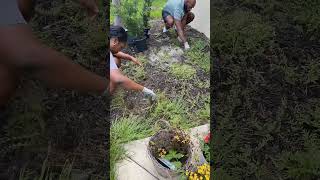 Garden bed Makeover makeover garden cleanwithme cleaningmotivation dayinthelife [upl. by Noxaj]