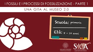 I fossili e i processi di fossilizzazione – Parte 1  Sistema Museale di Ateneo [upl. by Ylle]