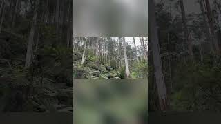 Noojee dandenongranges roadtrip travel forest australia visitvictoria daytrip nature [upl. by Fedora]