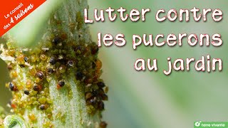 Lutter contre les pucerons au jardin  Le conseil des 4 saisons [upl. by Barlow1]