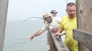 Hammer Head Shark Caught Off Bob Hall Pier [upl. by Acinod]