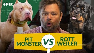 ROTTWEILER VS PIT MONSTER QUAL O MAIS MONSTRÃO  CANAL MAIS PET [upl. by Napier]