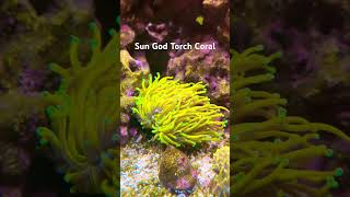 Rare torch coral aquarium coralreeftank saltwateraquarium [upl. by Laersi651]