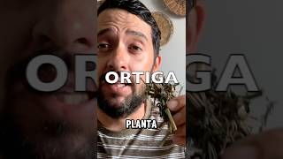 Beneficios De La Planta De Ortiga 🌿 shortvideo shortsfeed shortsvideo shorts short [upl. by Helprin]