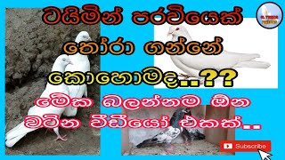 ටයිමින් පරවියෙක් තෝර ගන්නේ කොහාමද How To Select Timer Pigeon [upl. by Saint207]