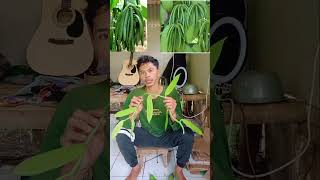 Buah vanilla planifolia seharga emas budidaya vanilla [upl. by Bonny]