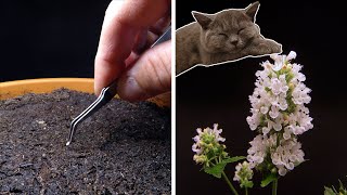 Growing Catnip Time Lapse  Seed To Flower In 56 Days [upl. by Amargo]