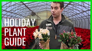 Winter Holiday Indoor Plants [upl. by Rivkah360]