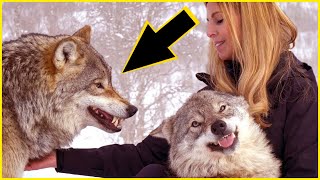 This woman was desperate to see a wolf Then the unbelievable happened UNKNOWN FACTS [upl. by Gare]