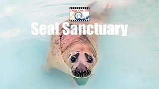 Seal Sanctuary Natureland Skegness 2023 [upl. by Towroy]