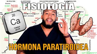 Fisiología  Parathormona y Calcio Síntesis Regulación Osteólisis Osteocitaria [upl. by Yuri]