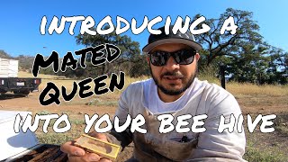 HOW TO Easy Way of Introducing a Mated Queen into a Queenless Bee Hive Effectively  Beekeeping 101 [upl. by Downes168]