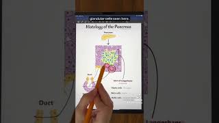 Histology of the Pancreas anatomy physiology biology stem premed endocrine science education [upl. by Wolfson900]