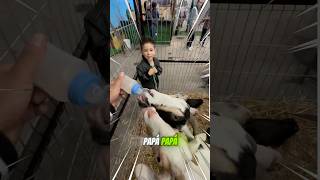 DANI VS LAS CABRAS😂🤷🏻‍♂️😱 [upl. by Nytsirk]