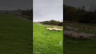 Sheepdog herding sheep [upl. by Mosira]