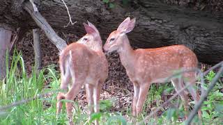 Twin fawns at RBG [upl. by Atsuj815]