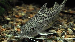 Species Profile  11 The Pictus Catfish Pimelodus pictus [upl. by Asabi]