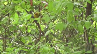 Prothonotary Warbler [upl. by Bette-Ann82]