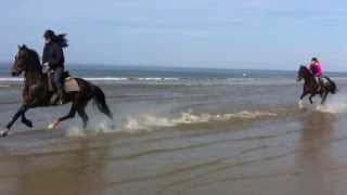 Pferd reiten strand zeeland  strandausritt [upl. by Swithbart]