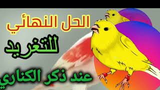 الحل نهائي لمشكلة عدم تغريد ذكر الكناري canaries canariharz طائرالحسون طائرالكناري كناري [upl. by Oriane]