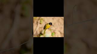 Black crested bulbul bird voice for sleep 💤Nature with relaxation blackcrestedbulbulsleep [upl. by Neumeyer]