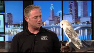 Zoo Day European Barn Owl [upl. by Chuck]