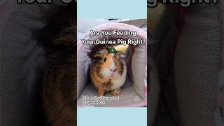 🐹✨ Want to keep your guinea pig healthy and happy shorts pets GuineaDad guineapig [upl. by Rew]