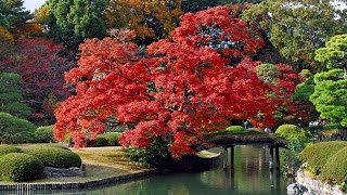 Lugares bellos de Japón te dejamos los mejores paisajes de japón [upl. by Tyne]