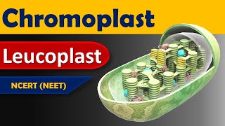 Plastid  Leucoplast Chromoplast [upl. by Aihsitan]